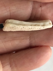 Spatangoida