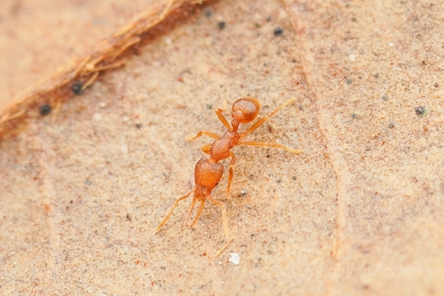 Ant