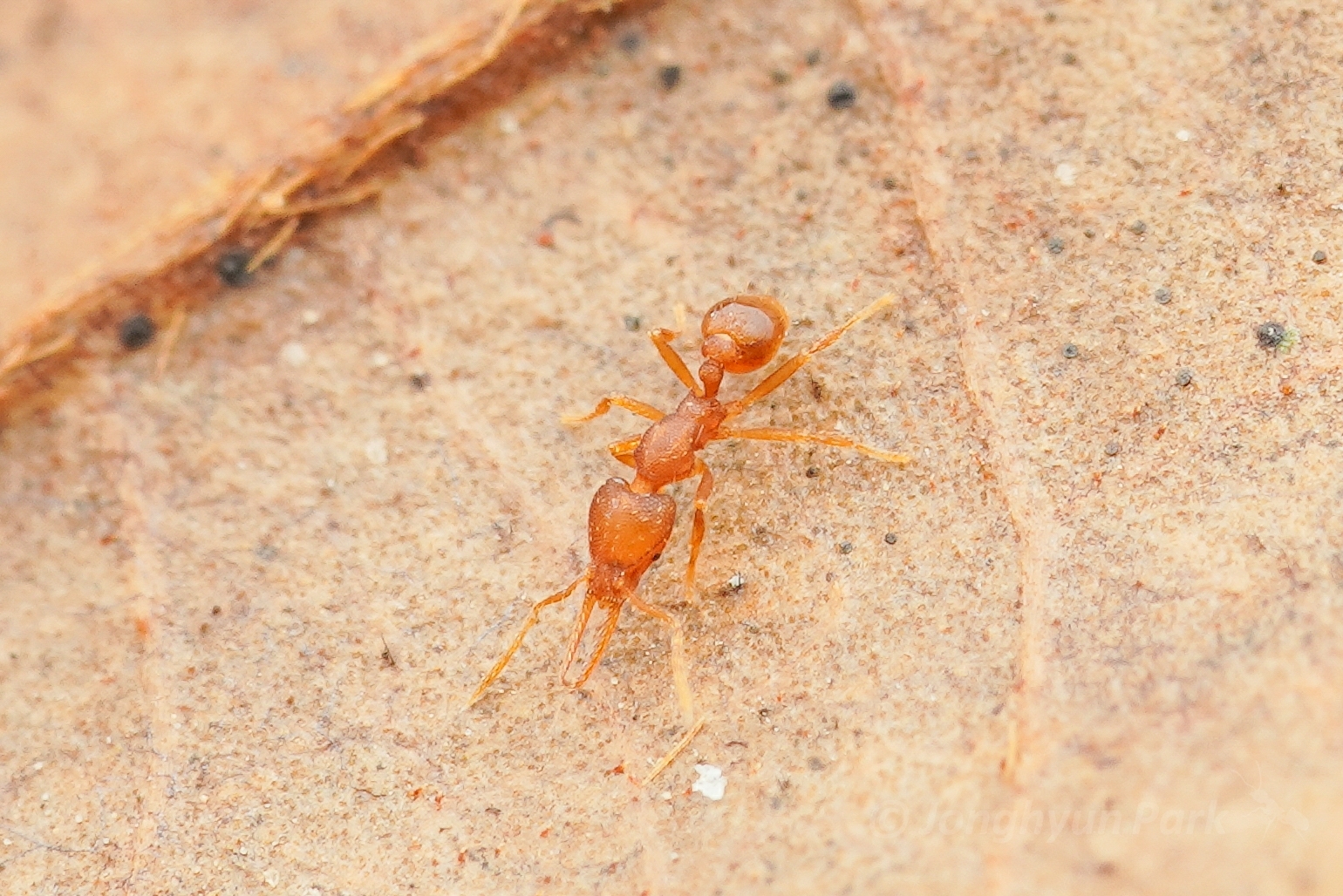 Strumigenys gundlachi