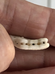 Spatangoida