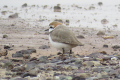 Charadrius alexandrinus