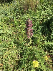 Acanthus syriacus
