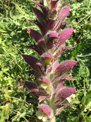 Acanthus syriacus