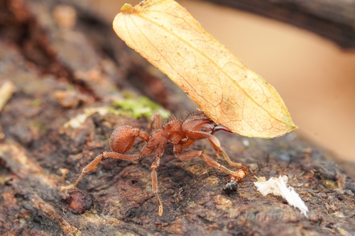 Sericomyrmex bondariSericomyrmex bondari
