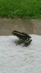 Dendrobates truncatus