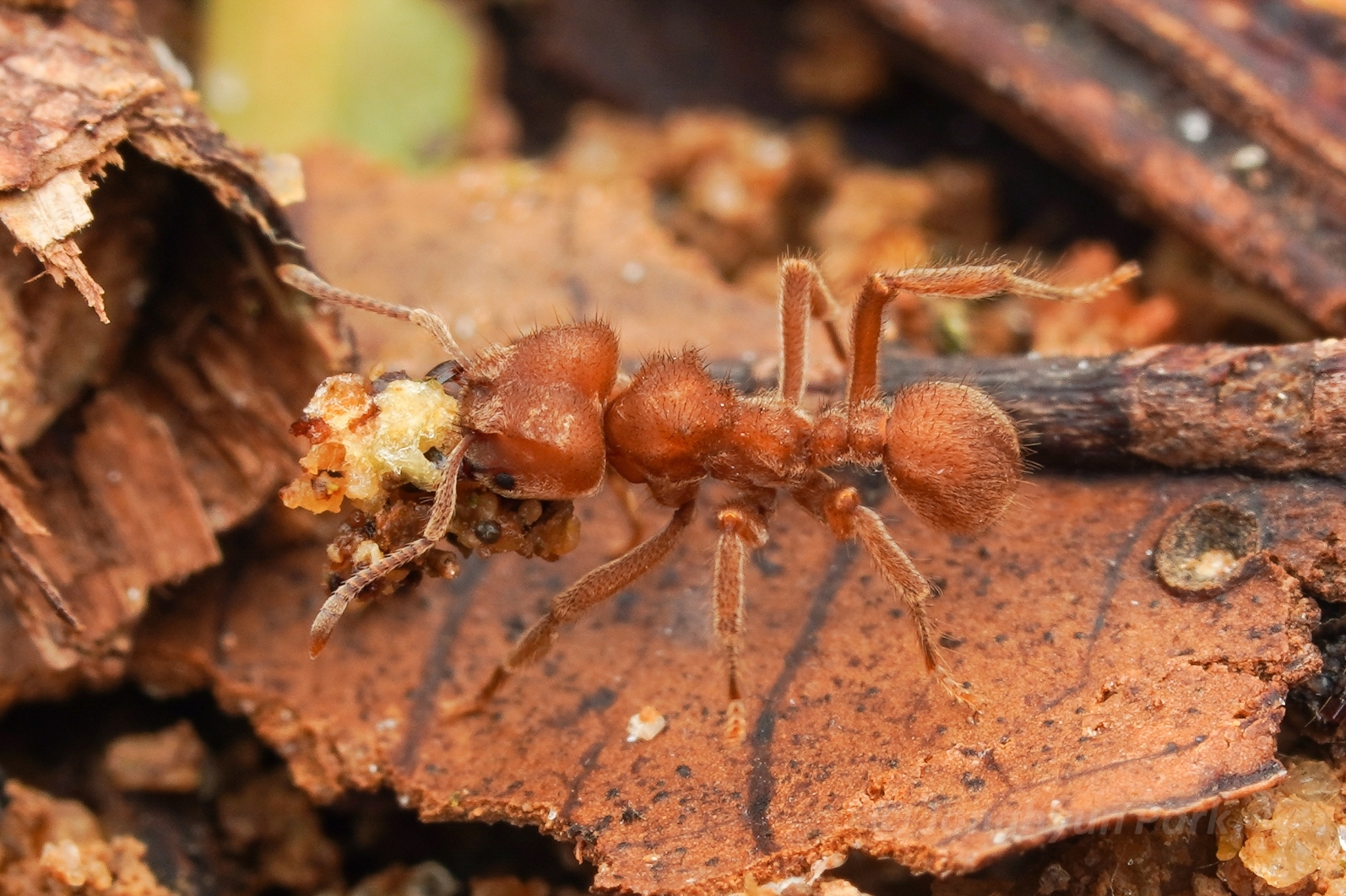 Sericomyrmex mayri