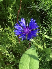 Centaurea cyanoides