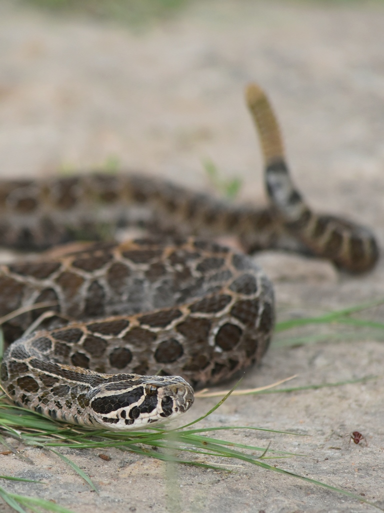 Mexican Lancehead Rattlesnake From Monte Escobedo, Zac., México On 