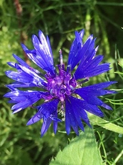 Centaurea cyanoides