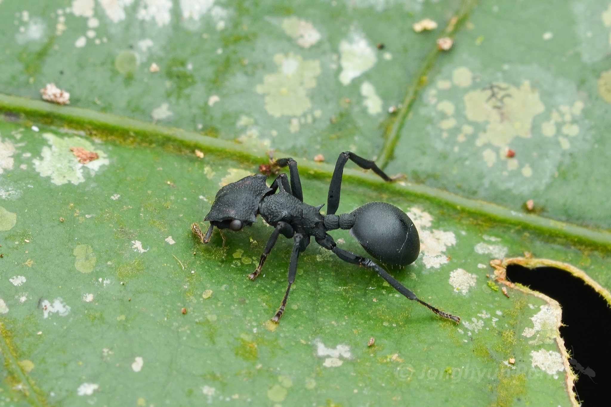 Cephalotes oculatus
