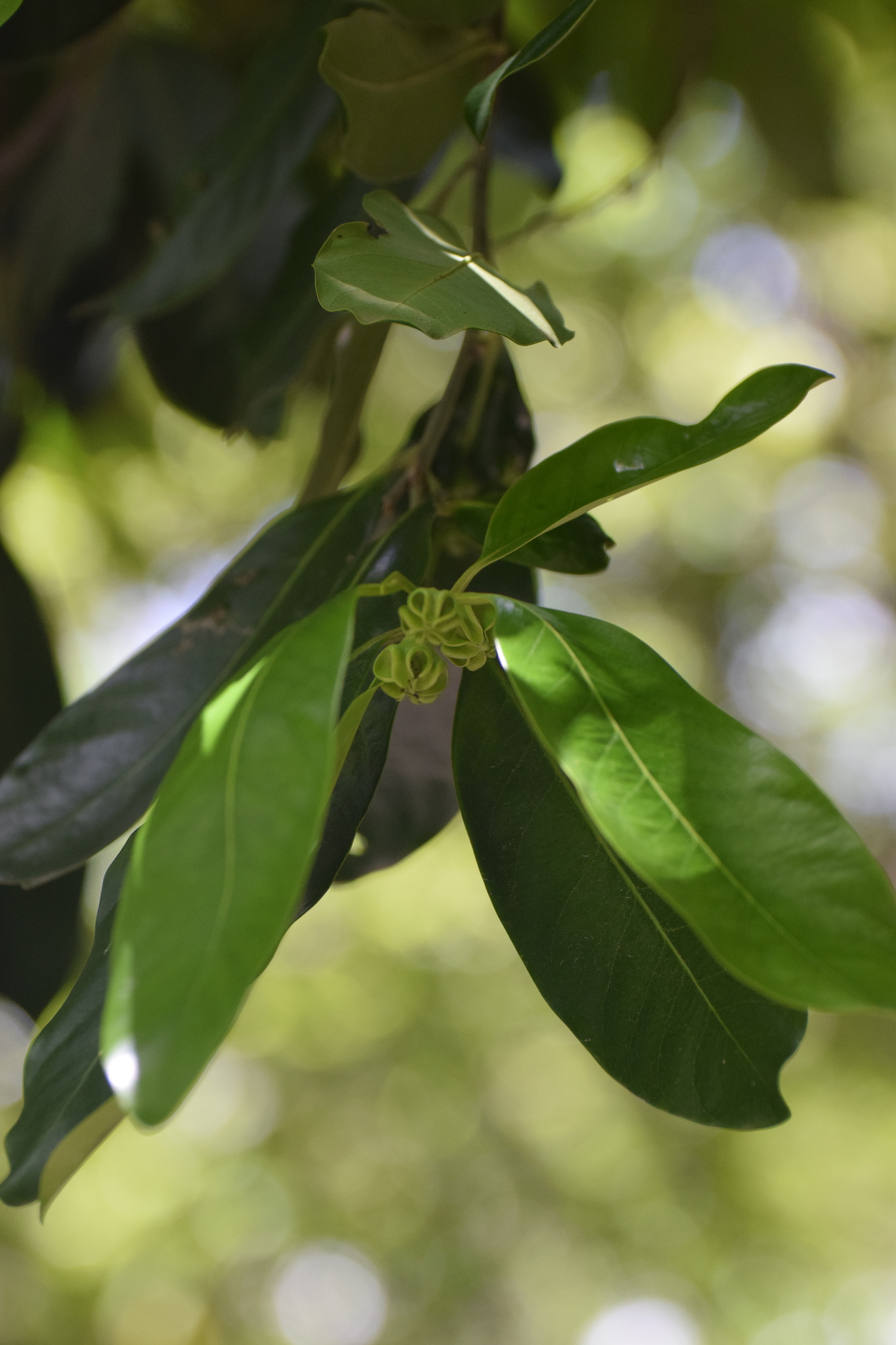 Imagem de Jabuticaba
