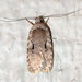 Curved-lined Agonopterix Moth - Photo (c) Susan Elliott, some rights reserved (CC BY-NC), uploaded by Susan Elliott