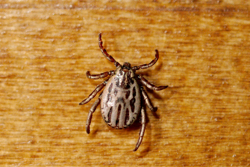 Winter tick