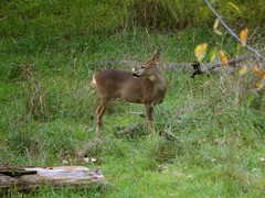 Capreolus capreolus