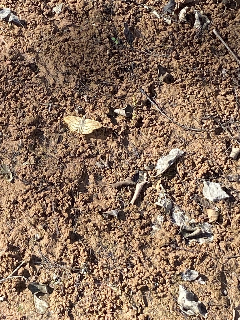Timochares trifasciata sanda