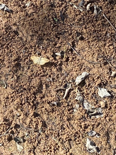 Timochares trifasciata sanda