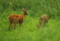 Capreolus capreolus