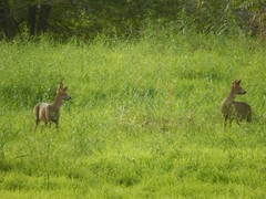 Capreolus capreolus