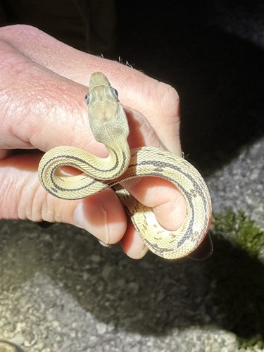 Trans-pecos Ratsnake