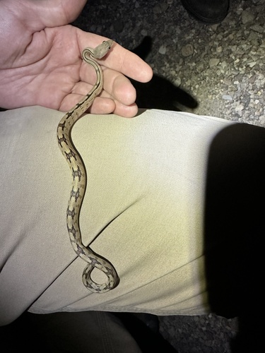 Trans-pecos Ratsnake