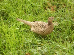 Phasianus colchicus