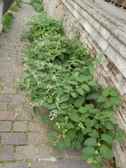 Reynoutria japonica