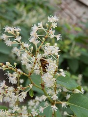Reynoutria japonica