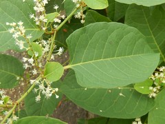 Reynoutria japonica
