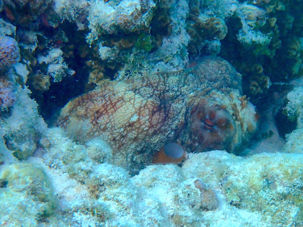 Day octopus resting among corals in French Polynesia