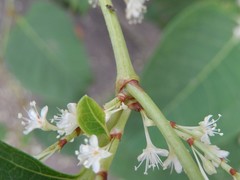 Reynoutria japonica