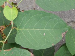 Reynoutria japonica