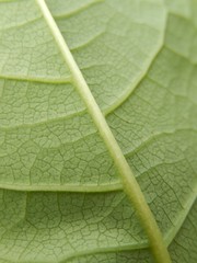 Reynoutria japonica