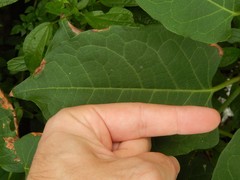 Reynoutria japonica