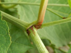 Reynoutria japonica