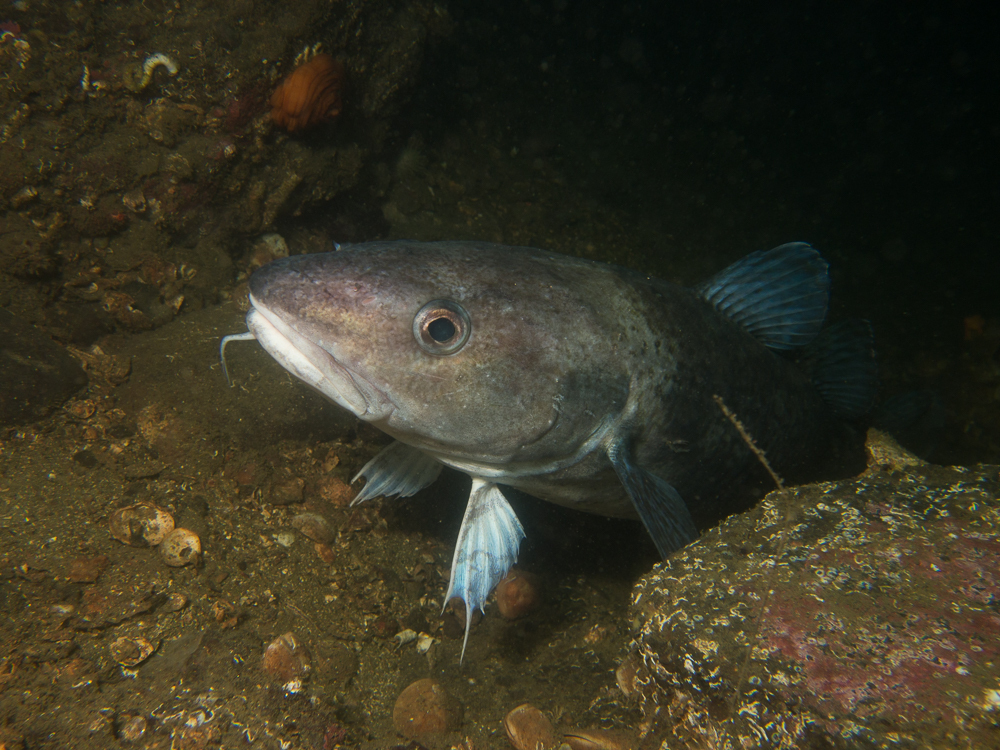 Photo of a Pacific Cod