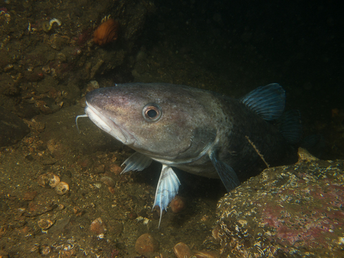Gadus macrocephalus Tilesius, 1810