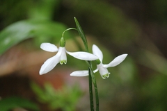 Galanthus woronowii