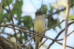 Ramphotrigon flammulatum