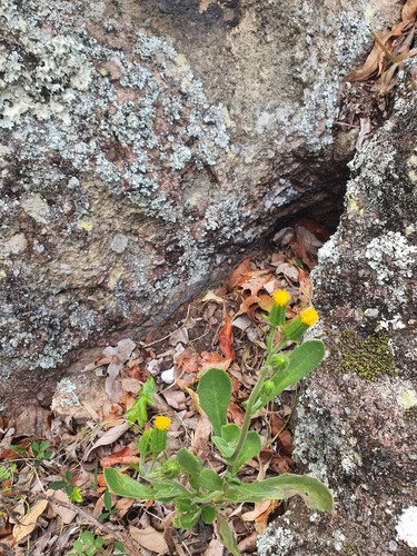 Gynura drymophila, 2023-12-12