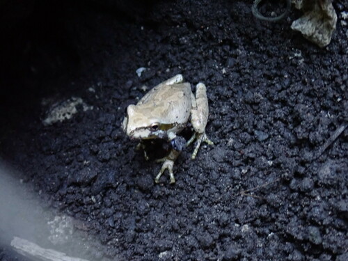 iNaturalist observation photo of Pacific chorus frog