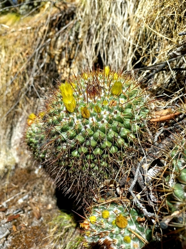 Mammillaria petrophila ssp. petrophila