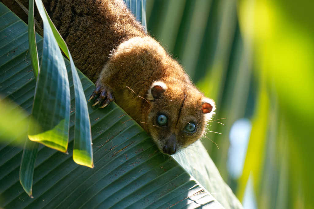 Blue-eyed Cuscus