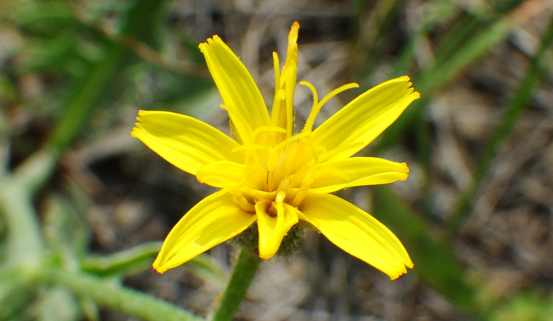 Crepis occidentalis ssp. costata