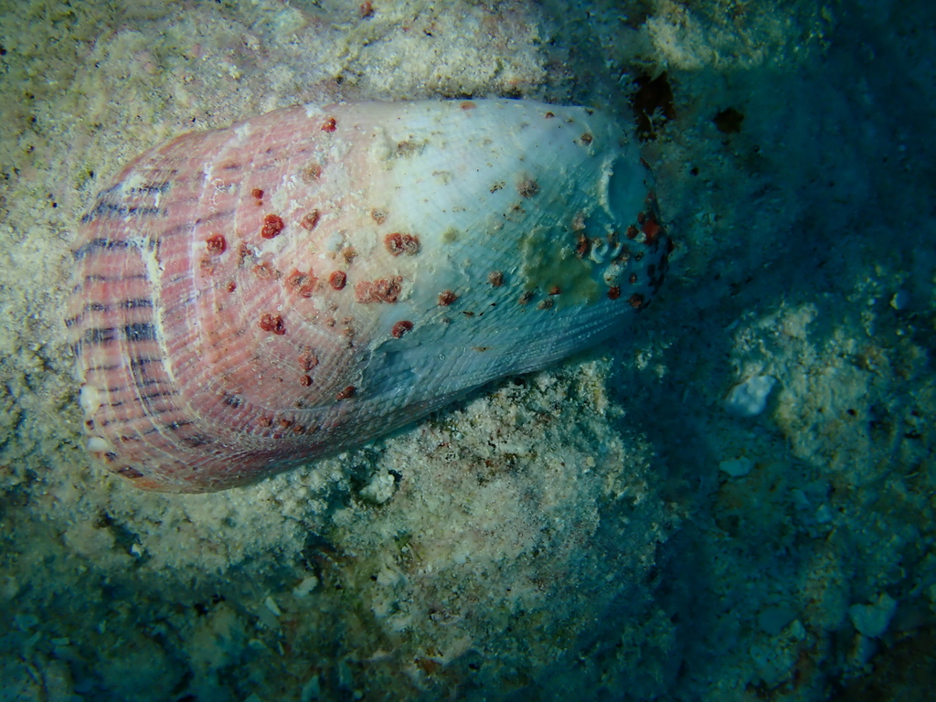 Trapezium gilvum