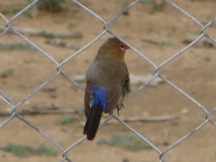 Granatina ianthinogaster