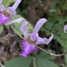 Orquídea Morada Terrestre - Photo (c) Hugo Basurto, algunos derechos reservados (CC BY-NC), subido por Hugo Basurto