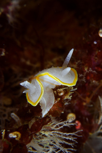 Diaphorodoris alba