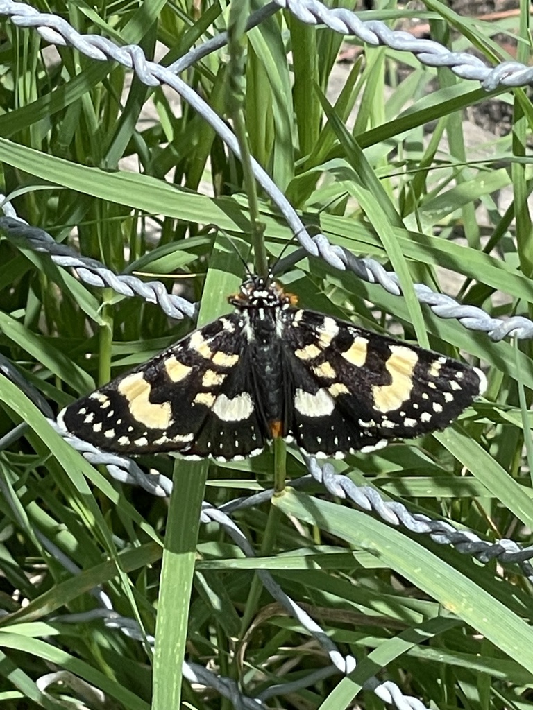 Willowherb Daymoth from C424, Pakenham Upper, VIC, AU on December 14