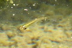Fundulus dispar