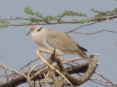 Streptopelia decipiens